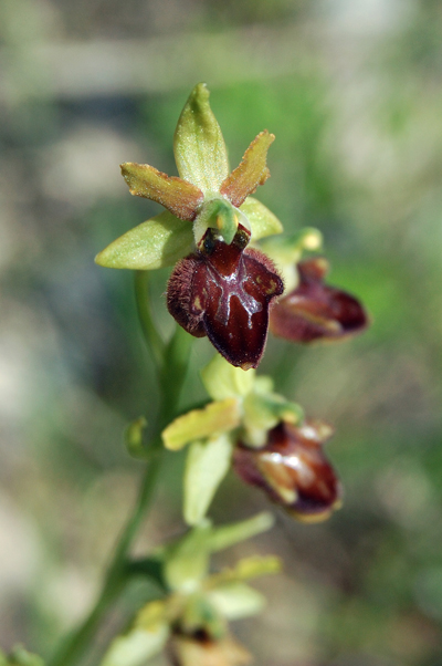 Ophrys molisane